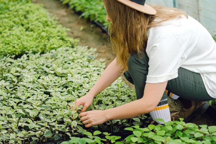 pexels-anna-shvets-5231223