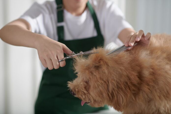 Dog-Grooming-Jobs